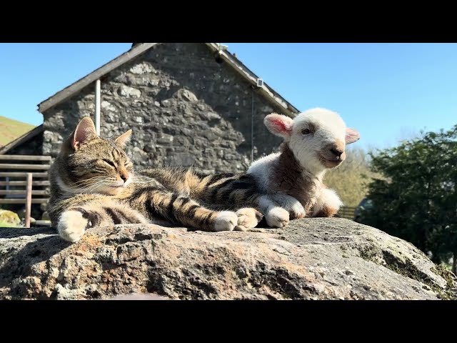 Little Lamb Chilling With Cat