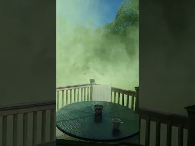 Tree Falls to Ground Releasing Huge Cloud of Pollen