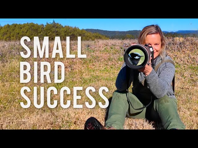 Focus on 3 things for GREAT Small Bird Shots! #birdphotography