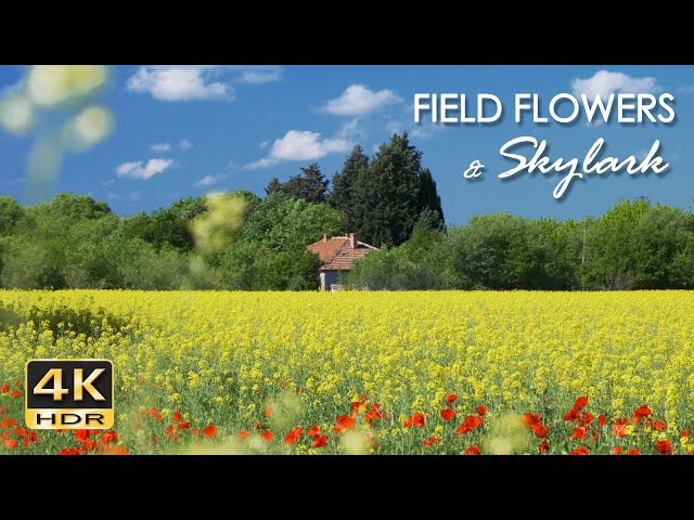 4K HDR Field Flowers & Skylark - Birdsong & Poppies - Birds Chirping - Relaxing Spring Nature Video