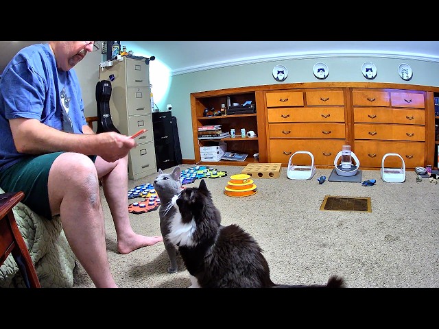 Todd Uses Cat Logic To Try And Get More Treats