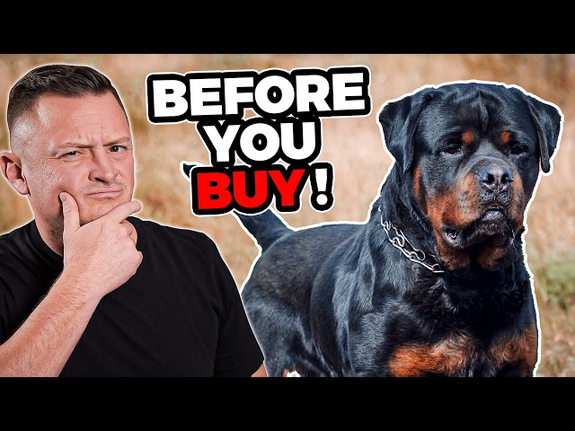 Is the ROTTWEILER Right For You?!