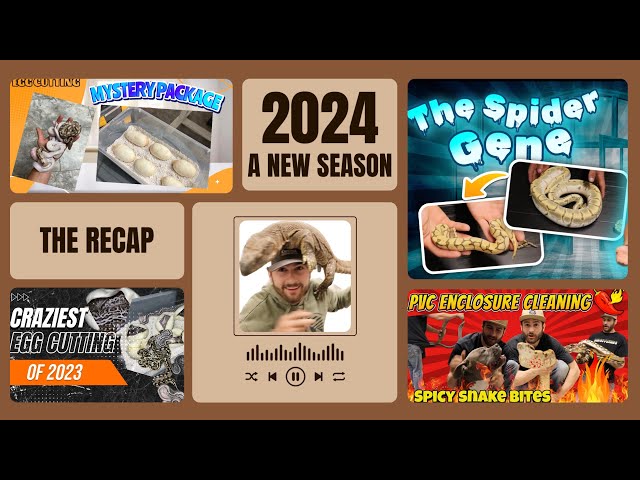 Ball python egg cutting in January?! + The 2023 season comes to an end