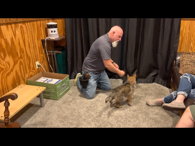 Sable German Shepherd Puppy "Bally" 7 Wks Early Obedience Training Development Personal Protection