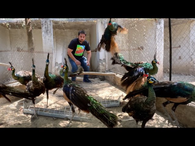 Ground Birds Farming, Green Java Peacock Biggest Farm , Peacock Dance, Mini Zoo, Hsn Entertainment