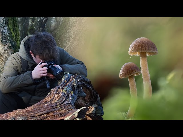 Fotografía macro de invierno: ¡tantos hongos!