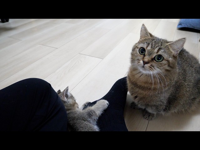 Cute mom cat who gets jealous of her kitten for being so affectionate with its owner…