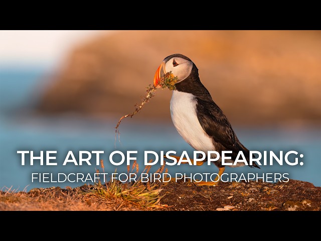 The Art of Disappearing: Fieldcraft for Bird Photographers