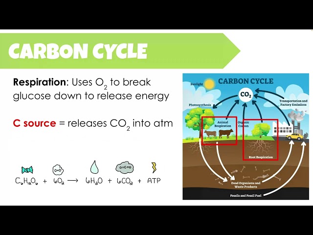 The Carbon Cycle
