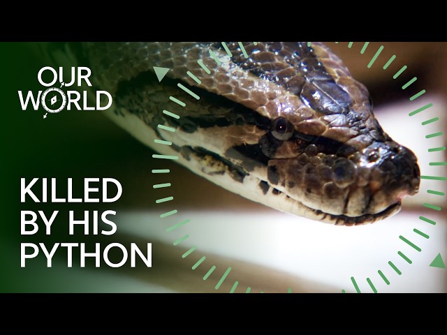 The Deadly Reality of Exotic Snake Ownership (4K Documentary)
