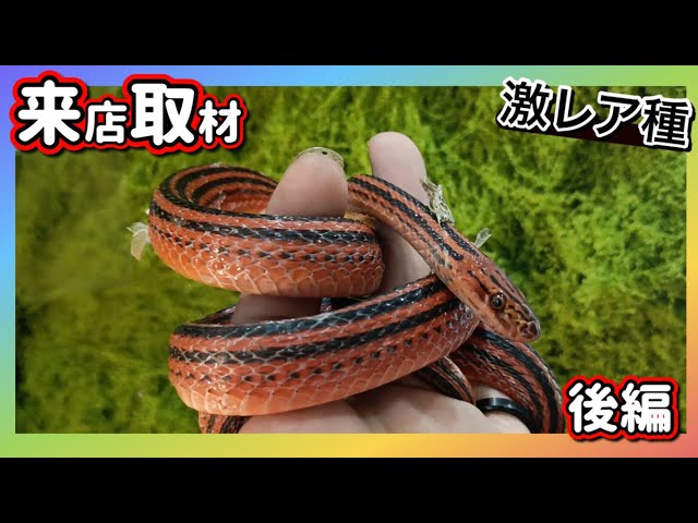 [Store Visit] A snake that hasn't been in Japan for years is too cool! Loads of wild-caught anima...