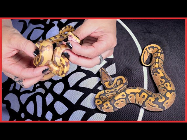 Ball Python Breeding Gone Wrong | What Happened to This Clutch?