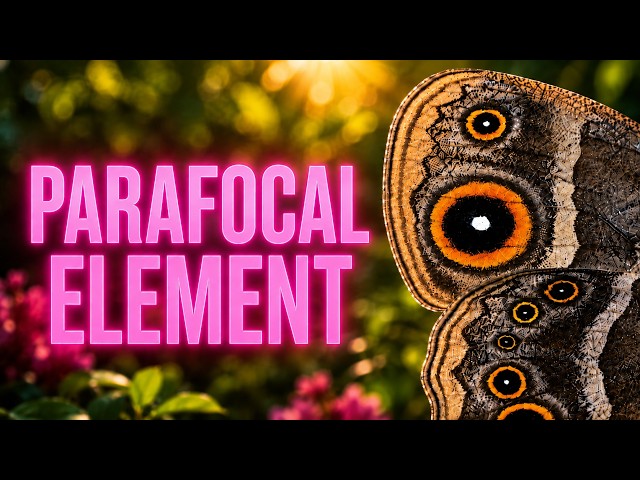 Can You Spot Parafocal Elements? 🦋 | Butterfly Wing Patterns
