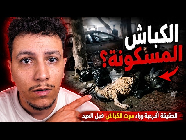 الحقيقة المرعبة وراء موت الكباش قبل العيد
