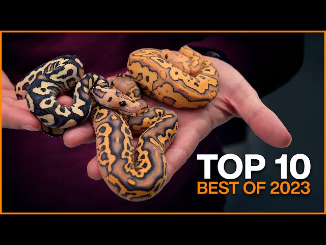 Top 10 BEST Ball Pythons of 2023! | #Hetflix 226