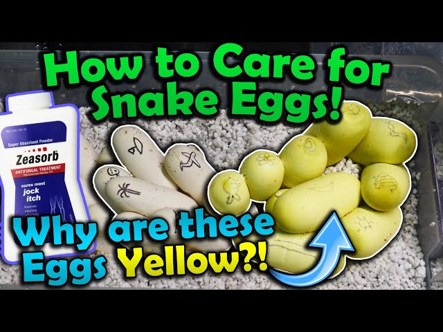 Snake Egg Update!