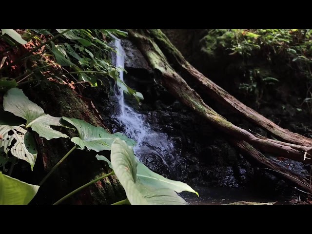 Relaxing Music, Sleep Music, Water Sounds, Meditation Music, Healing Piano for Tranquility