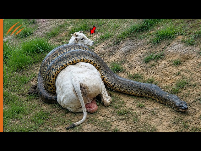 Anaconda attacks a giant cow… you won't believe what happened!!