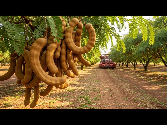 Inside Tamarind Farming  Harvesting and Processing at Massive Scale | Agricultural Secrets