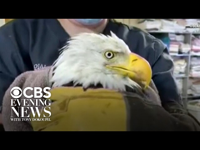 Beloved California bald eagle Jackie battles for survival