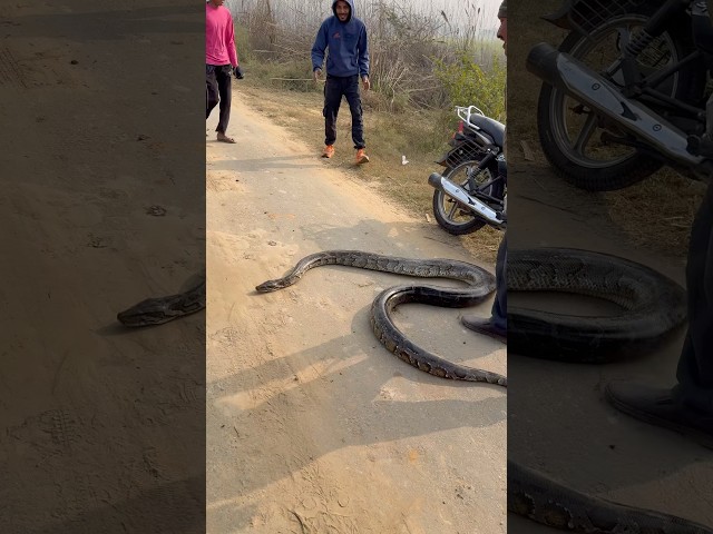 big size Rock Python Rescue#snakevideo #python #wildlife @Panchal_Ji_Snake_Expert #shorts