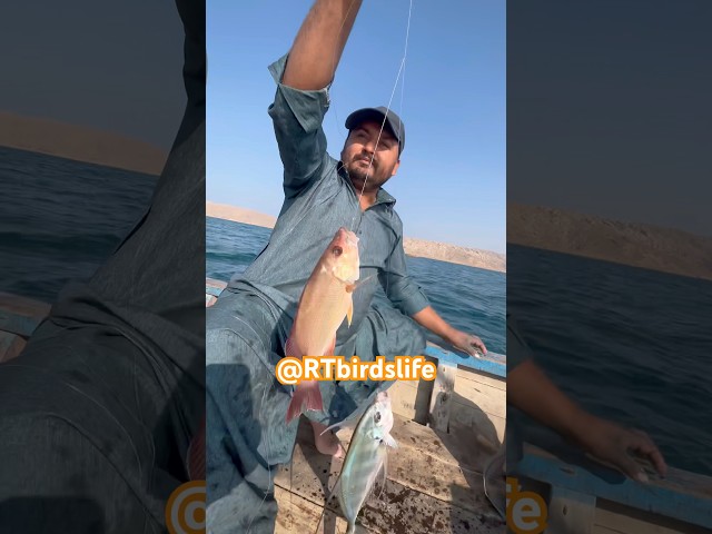 Karachi Fishing Double Strike at Rehman Goth Fishing Point #trending #viralvideo #pakistan #fishing