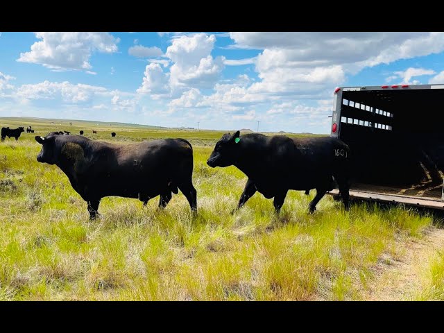 Black Angus Bulls Join the Cows!  Breeding Season 2024!