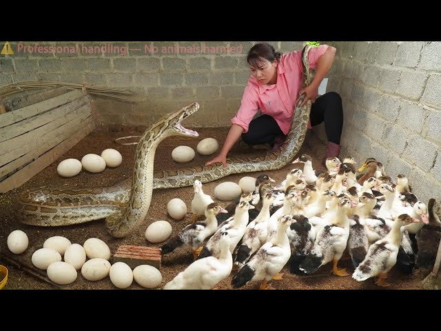 Harvest 1000+ Super Spicy Chili — Then a Giant Python & Cobra Sneak Up Behind . Shocking Save