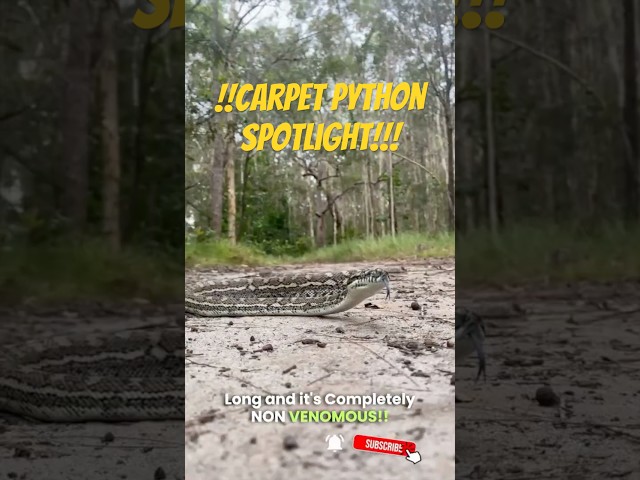 SNAKE SPOTLIGHT: Coastal Carpet Python 🐍🔥