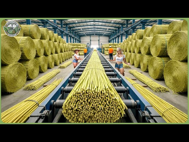 Inside the World’s Largest Hemp Processing Line – How Fiber & Hempcrete Are Made