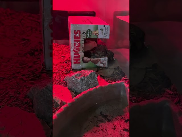 75 gallon ball python tank upgrade