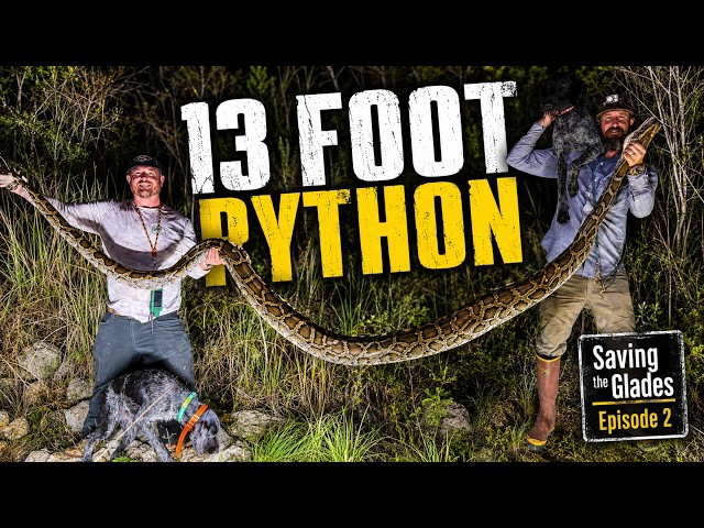 3 Days of Nothing Then We Caught a 13-Foot Python | Saving The Glades EP2
