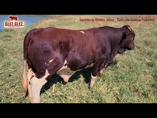 Glez Glez Beefmaster - Ganado Beefmaster en Jalisco