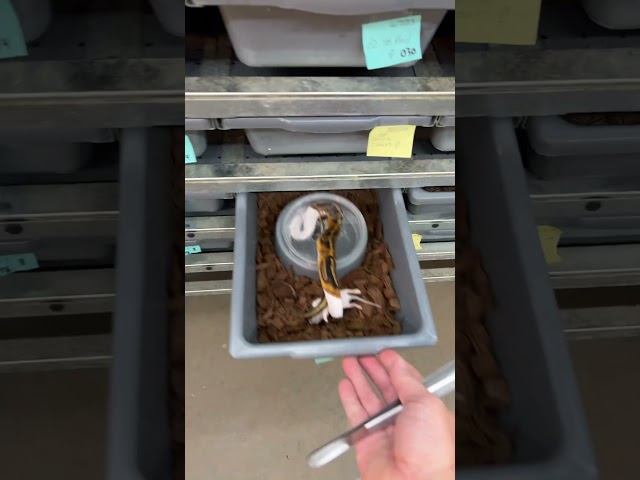 THIS is how you feed thawed rodents to a juvenile Ball Python!