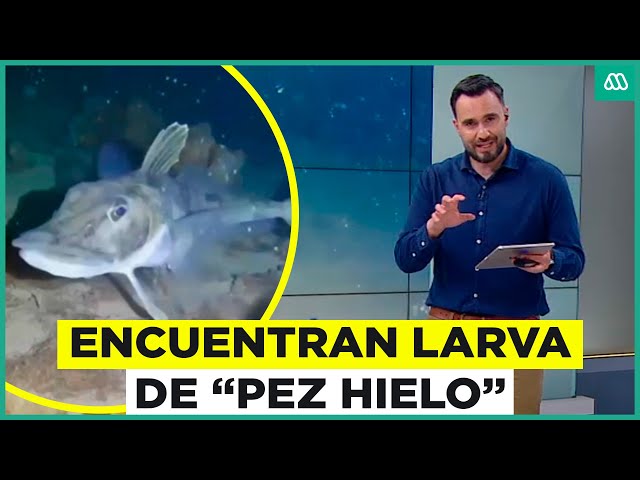 Un "enigma evolutivo": Encuentran larva de "Pez hielo" en Chile