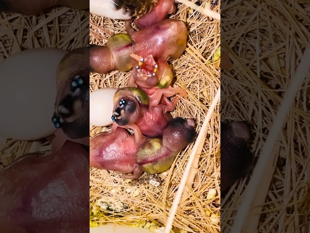 5-Gouldian Finch Chicks Hatched #birds #vibrantbirds #nature #shorts