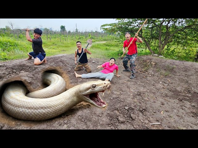 Expert Bravely Digs Up and Captures a Giant White Python