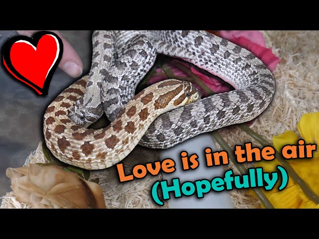 Pairing our Snakes for Breeding!