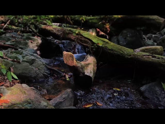Relaxing Music, Sleep Music, Water Sounds, Meditation Music, Healing Piano for Mindful Rest