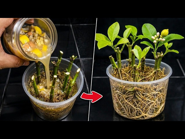 Stop Using Chemicals! Try This Natural Rooting Mix for Lemon Cuttings