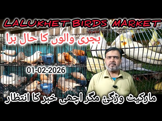 Birds Market Lalukhet Karachi 01-02-2026 | Cheapest Birds Market@duabirds007