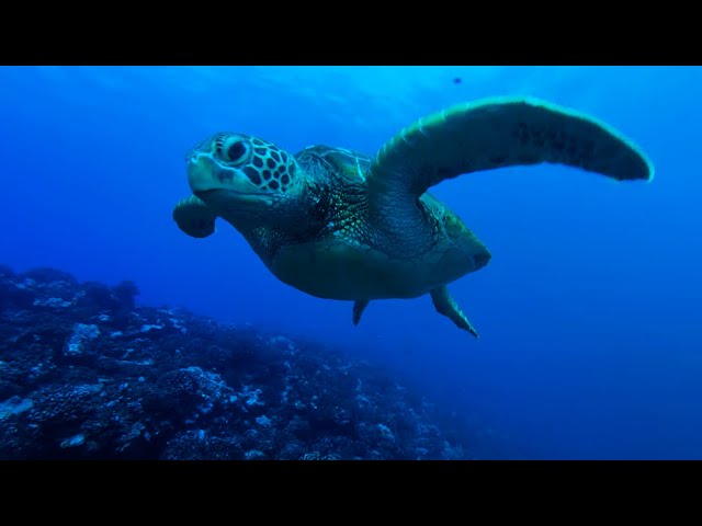 An Immersive Journey to Tetiaroa with Android XR & Google - Experience The Brando in 180°