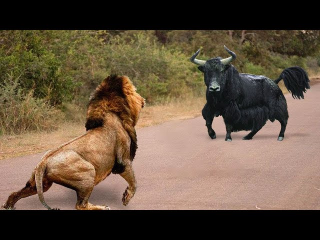 Craziest Lion Attacks Ever Caught On Camera | Animal Fights #5