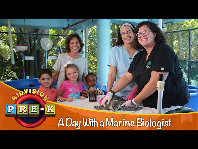 A Day With Marine Biologists | Virtual Field Trip | KidVision Pre-K