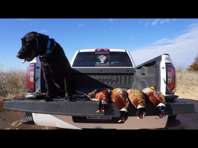 Pheasant Hunting Kansas for the First Time in Years!!