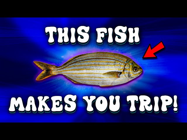 𝗦𝗮𝗿𝗽𝗮 𝗦𝗮𝗹𝗽𝗮 - The Hallucinatory Fish That Makes You TRIP BALLS!
