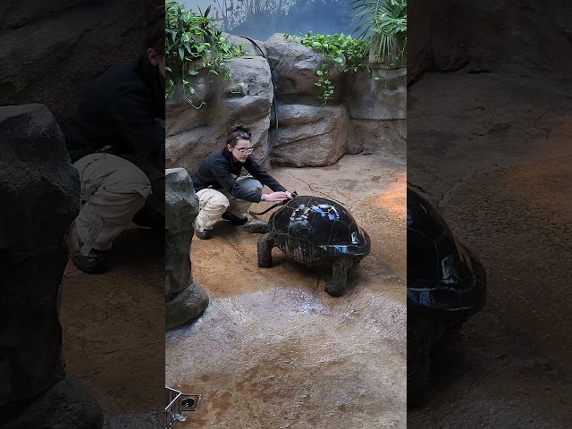Do Tortoises Like Getting Baths? | St.Louis Zoo Fun