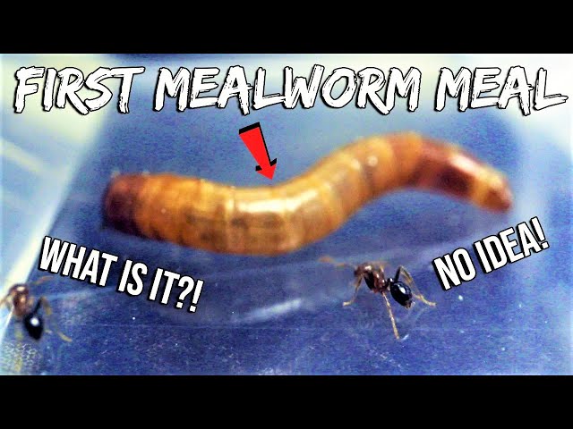 FIRE ANTS REACT TO THEIR FIRST MEALWORM | 'NEWBIE' FIRE ANTS