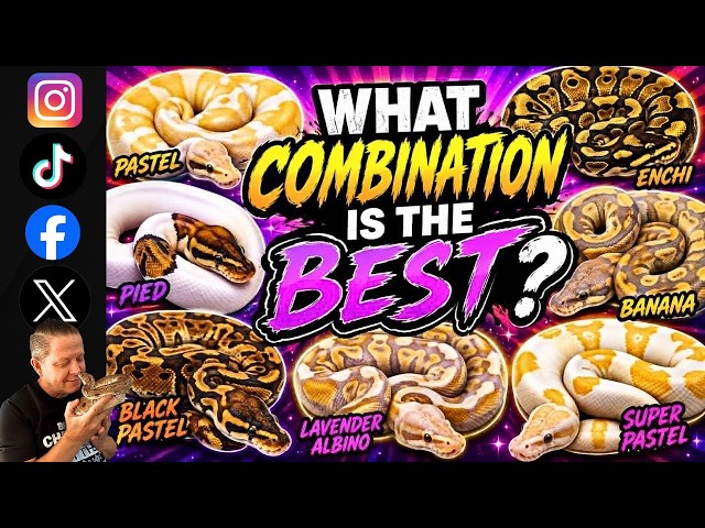 Ball Python Morphs: Which one stands out the most?