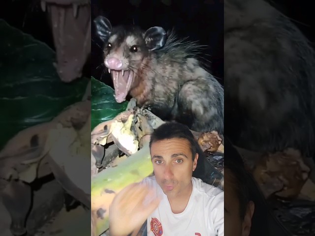 RAT Bite. #survival #didyouknow #emergency